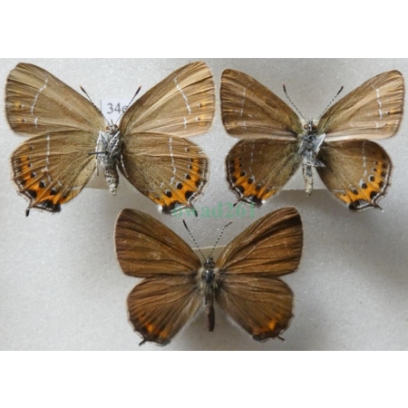 Satyrium pruni (Linnaeus, 1758) pair reverse+male Ogończyk śliwowiec Poland34e